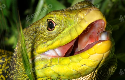 Preview: Ocellated lizard, Sierra de Guadarrama National Park, Spain