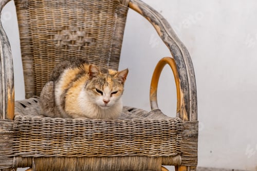 Preview: One domestic Aegean cat sitting on wicker armchair at Paros island, Naoussa village Cyclades Greece.