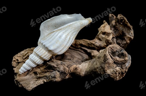 Preview: Ribbed strombus vittatus Seashell on Driftwood Background