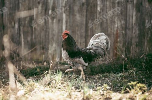Preview: The rooster is walking in the village down the street