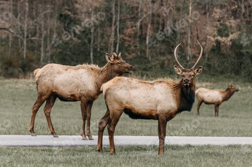Preview: Elk standing in a field located in North Carolina