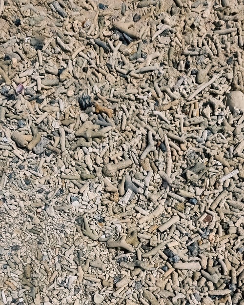 Preview: Dead corals at the beach background.