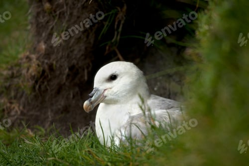 Preview: Seagull on Mykines, Faroe Islands