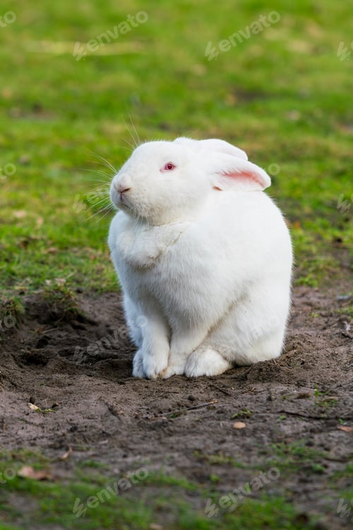 Preview: White rabbit. Rabbit On Grassy Field