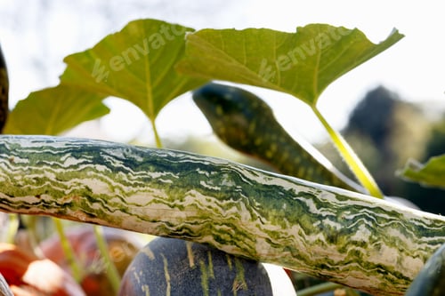 Preview: green pumpkin texture with white stripes, pumpkins on the counter, pumpkin leaves