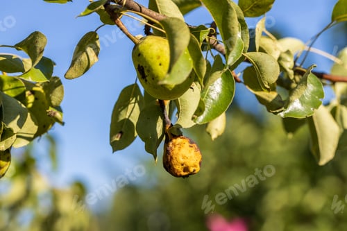 Preview: Pear fruits affected by Venturia inaequalis scab. Monilial fruit rot of fruits