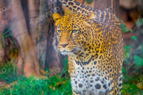 Preview: A leopard in the cage of the Nairobi orphanage. Kenya