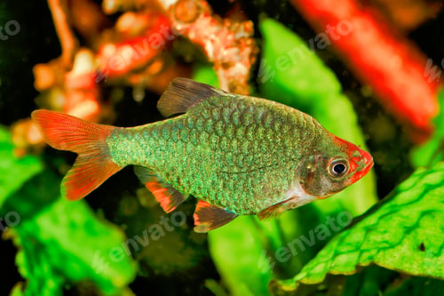 Preview: Portrait of aquarium fish - Sumatra barb (Puntigrus tetrazona) in aquarium
