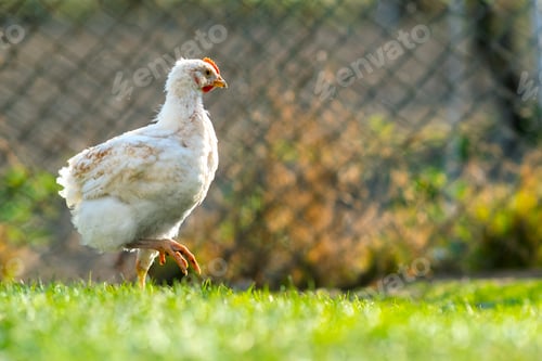 Preview: Hen feed on traditional rural barnyard. Close up of chicken standing on barn yard with green grass