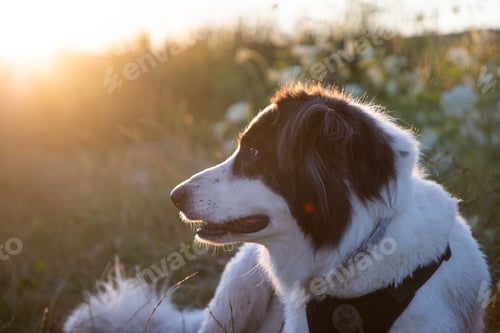 Preview: summer lakeside with a dog