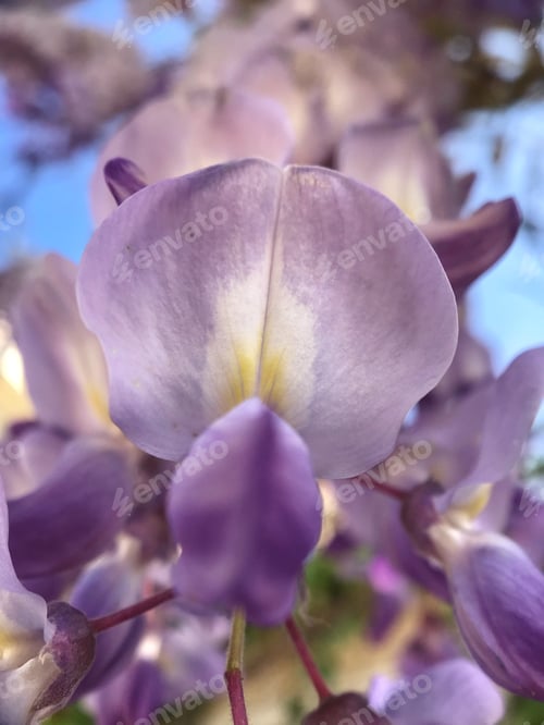 Preview: My Flower Of The Month-Wisteria I wish photographs could be as fragrant as this splendid spring