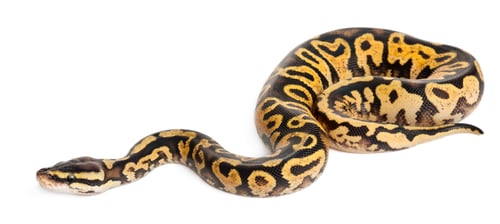 Preview: Female Pastel calico Python