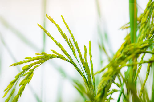 Preview: Selective focus on ear of rice. Organic rice farm in Asia. Rice price in the world market concept. P