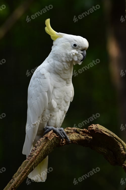 Preview: Yellow lesser sulphur-crested cockatoo