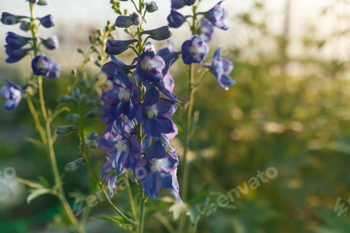 Preview: Focused close up view. Beautiful plants or flowers in the greenhouse