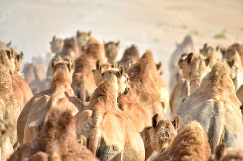 Preview: Large herd of livestock camels migrating together across a hot, dusty, arid wide open desert.