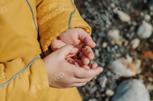 Preview: ladybug on a palm of the child, With a love of nature, care of insects