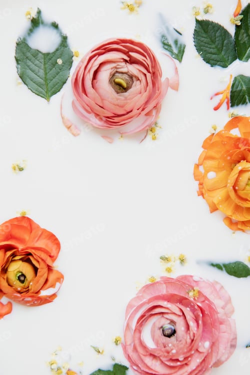 Preview: Flat lay colorful buttercup flowers in milk bath