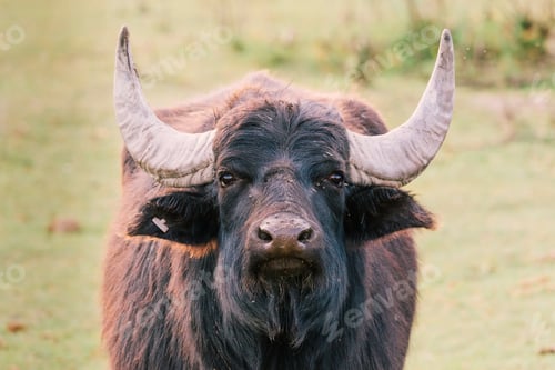 Preview: Photo of a big buffalo