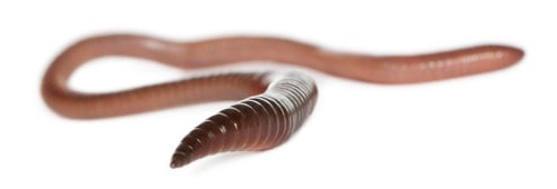 Preview: Earthworm, Lumbricus terrestris, in front of white background