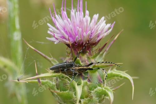 Preview: Closeup on a copulation in a Mediterranean longhorn beetle, Agapanthia suturalis on a pink thistle
