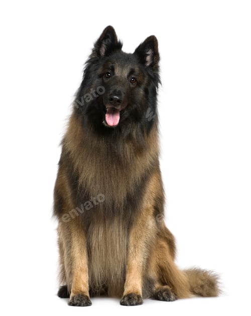 Preview: Belgian shepherd dog, Tervuren, 4 years old, sitting in front of white background