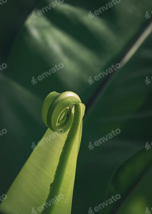 Preview: Sunlight on surface of young leaflet of Bird’s nest fern is growing on dark greenery background