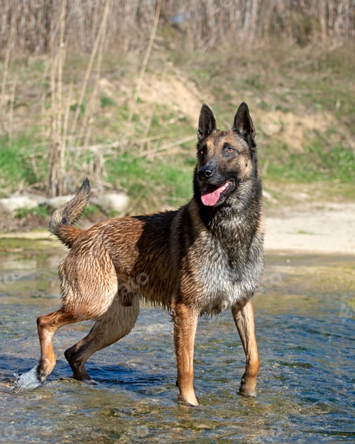 Preview: malinois in the river