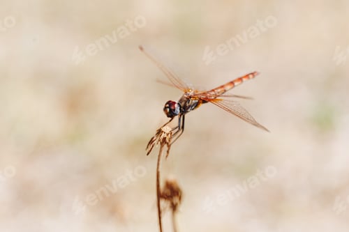 Preview: Macro shot of an orange dragonfly sitting on a flower