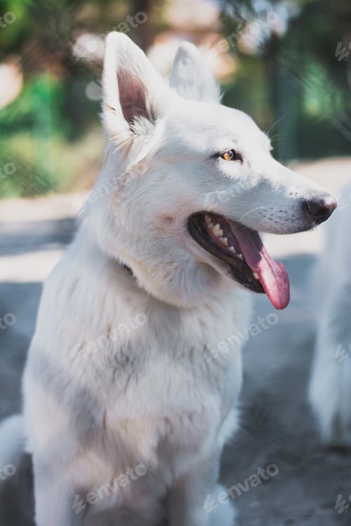 Preview: Dog sitting in yard