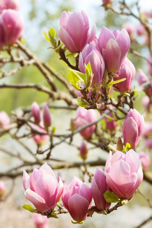 Preview: Blooming Pink Magnolia Flowers. Branch Of Magnolia Tree
