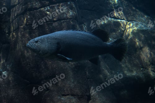 Preview: Closeup shot of a Epinephelus aeneus