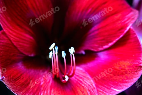 Preview: Amaryllis Red flower with the white stamens on it