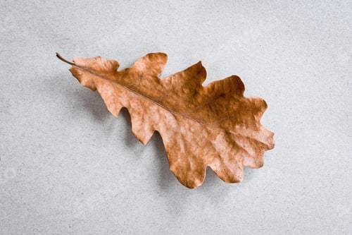 Preview: Single oak leaf on beige craft paper background, minimalist flat lay