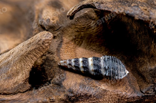 Preview: Close-up of Zoned Batillaria Shell on Driftwood