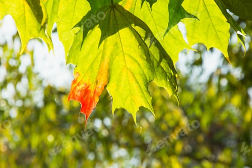 Preview: Autumn leaves in sky as background. Selective focus. Fall pattern.