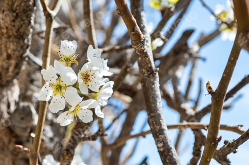 Preview: Pear tree flowers