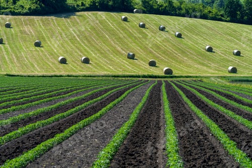 Visualização: Paisagem perto do castelo medieval de Torrechiara, província de Parma, Itália