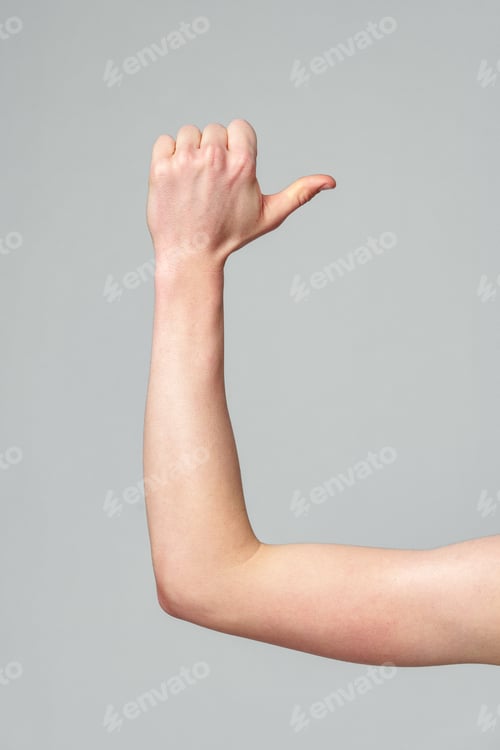 Preview: Flexed Forearm Demonstrating the Muscular System Against a Gray Background