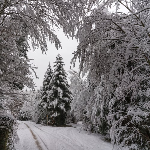 Preview: Snow in the forest