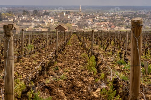 Preview: Scenic shot of Meursault during winter. Wooden sticks for carrying vines