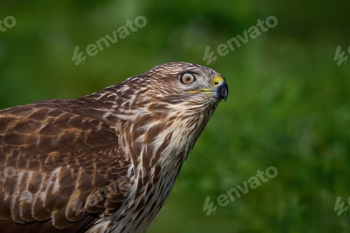 Preview: Common buzzard (Buteo buteo)