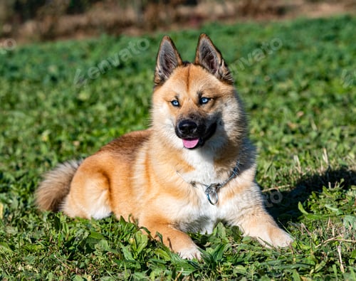 Preview: young pomsky training in the nature