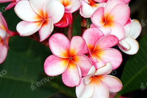 Preview: Closeup shot of beautiful pink frangipani flowers in a garden