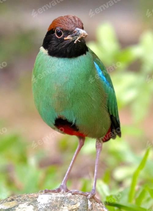Preview: Vertical closeup of a hooded pitta (Pitta sordida)