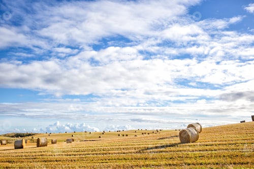 Preview: agricultural field and blue sky