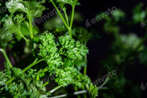 Preview: Curly parsley leaves closeup in the garden