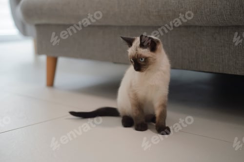 Preview: Siamese Cat