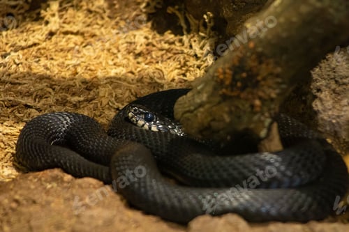 Preview: Black grass snake (Natrix natrix) coiled up in a zoo habitat, resting against a tree trunk
