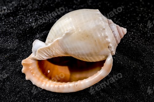 Preview: Phalium glaucum Seashell on a black sand background